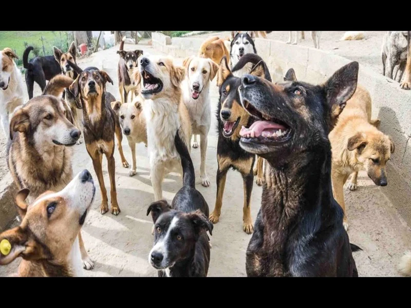 Agadir : Un refuge moderne pour animaux errants prêt à ouvrir ses portes, une avancée majeure pour le bien-être animal