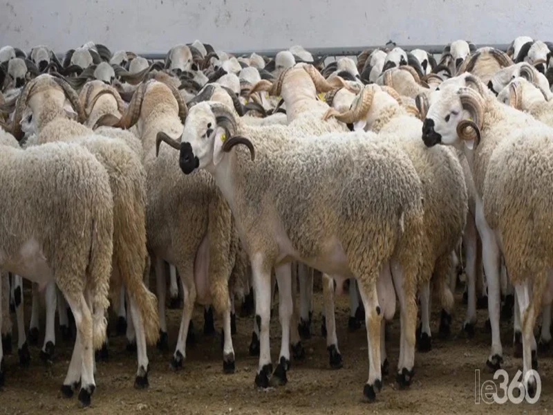 Aïd El Kebir 2026 au Maroc : marche du betail en reprise, offre abondante et prix des moutons en baisse