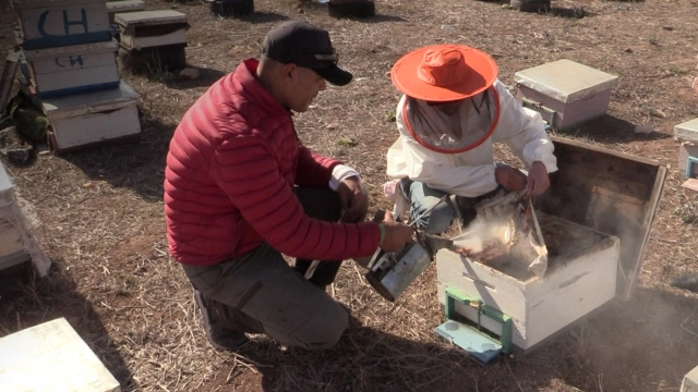 #Maroc-Apiculture: L'effondrement des populations d'abeilles se poursuit au Maroc: en voici les caus