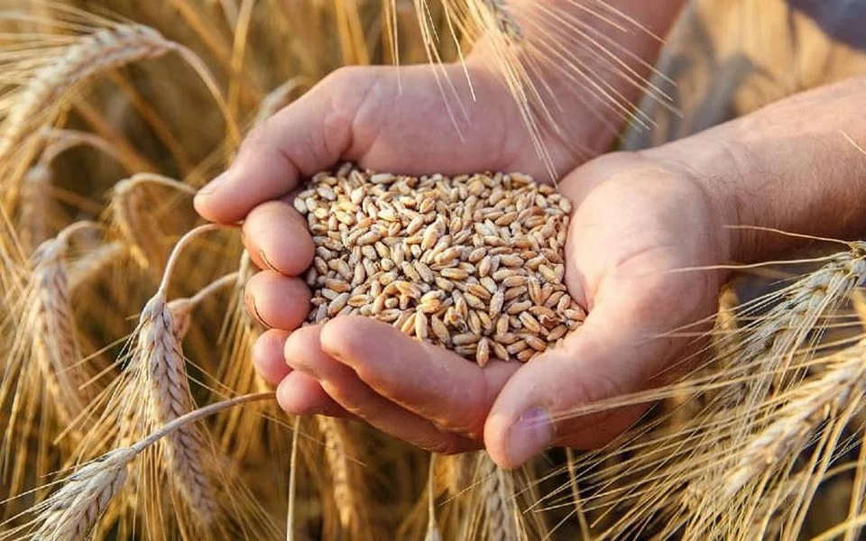 Hausse du prix du blé : remise en cause du modèle économique marocain ?