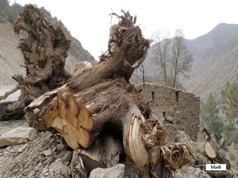 Cyprès de l’Atlas : une espèce en péril au Maroc