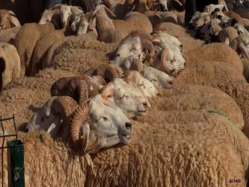 Soutien aux éleveurs au Maroc : aides et reconstitution du cheptel