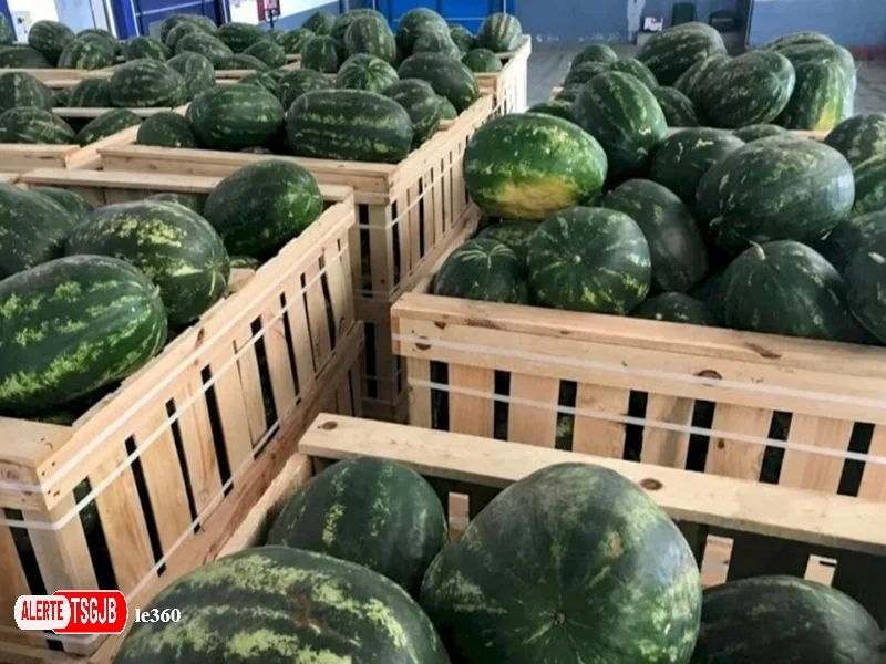 ALERTE TSGJB Maroc : la province de Tata interdit l’extension de la culture de la pasteque pour preserver les nappes phreatiques