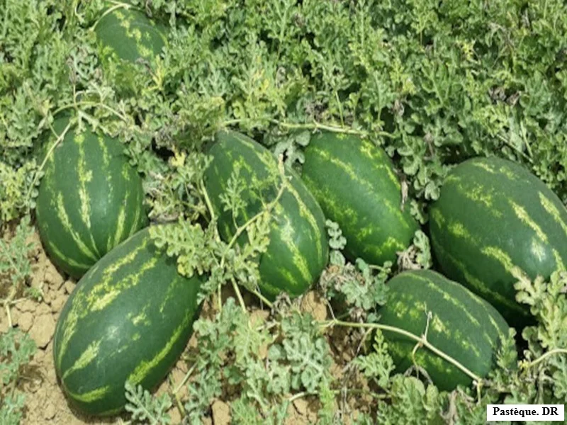 Tata : Pressions des lobbies agricoles pour réautoriser la culture de pastèque malgré la crise de l’eau 