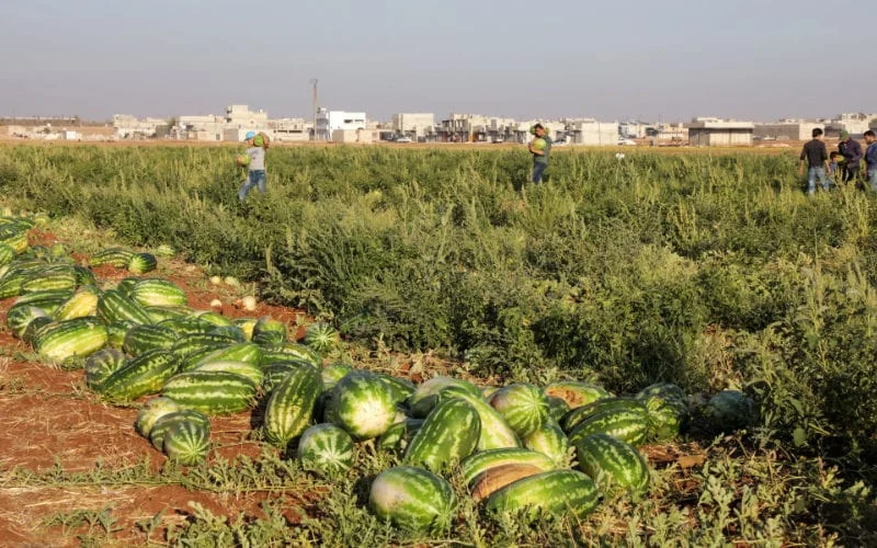 Zagora : crise hydrique et impact des cultures intensives sur les oasis