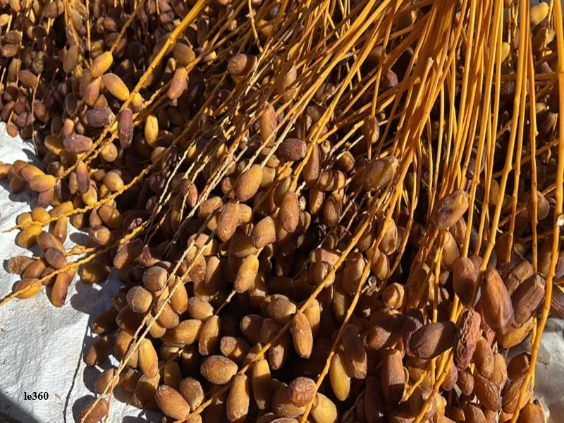 Datte Aziza de Figuig : culture oasienne, production, economie locale et valorisation agroalimentaire