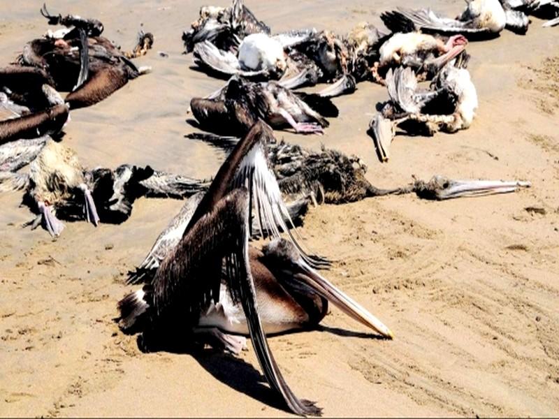 Des dizaines d’oiseaux migrateurs meurent mystérieusement sur les côtes de Safi
