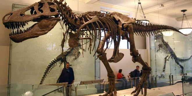 Maroc : découverte d’un dinosaure unique à Boulemane