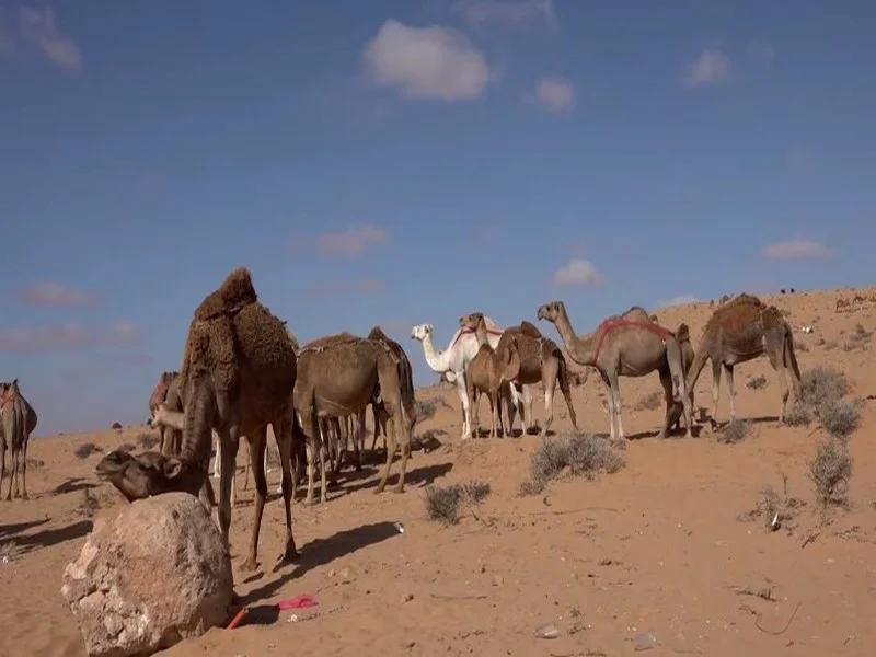 L'Élevage Traditionnel des Dromadaires au Cœur du Sahara Marocain : Une Héritage Culturel et Économique