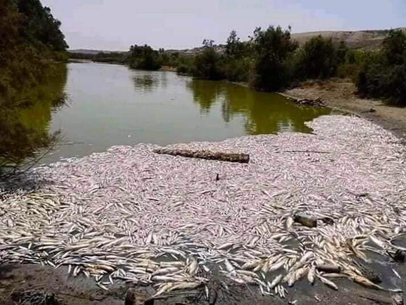 Agadir : La société civile tire la sonnette d’alarme après la mort de poissons mulets à Oued Massa