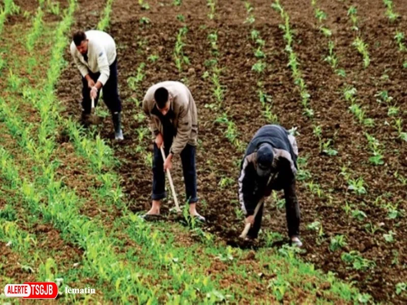 ALERTE TSGJB Maroc : la croissance economique ralentit a 4,6 % au premier trimestre 2026, portee par l’agriculture