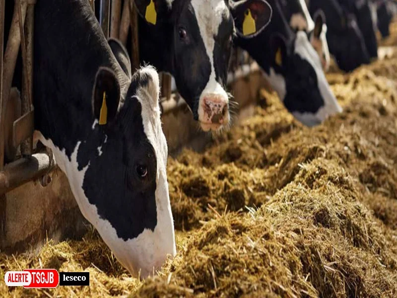ALERTE TSGJB Elevage au Maroc : l’ANOC renforce la cooperation agricole avec la France