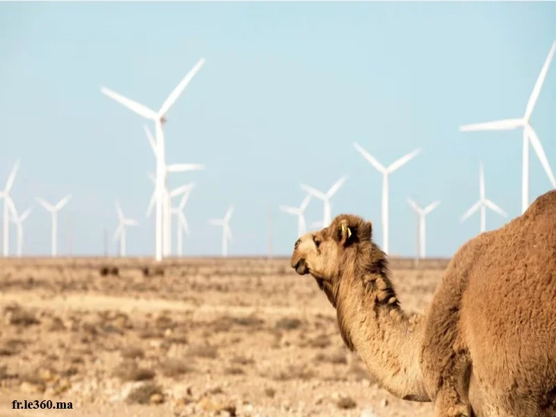 Maroc : boom des batteries LFP pour l’énergie verte