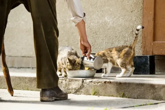 Animaux errants au Maroc : jusqu’à 2 000 DH d’amende pour le nourrissage