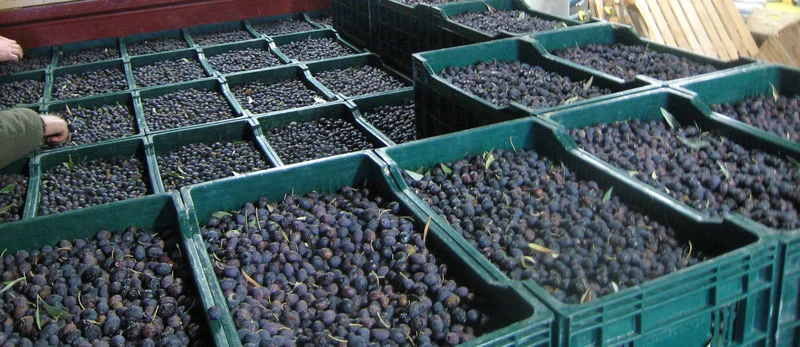 #MAROC_SUCCESS_STORY_USA: Olives noires importées par les USA. Le Maroc détrône l’Espagne et au