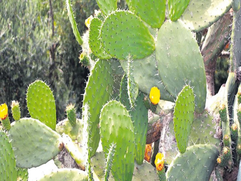 Guelmim: Le cactus rapporte