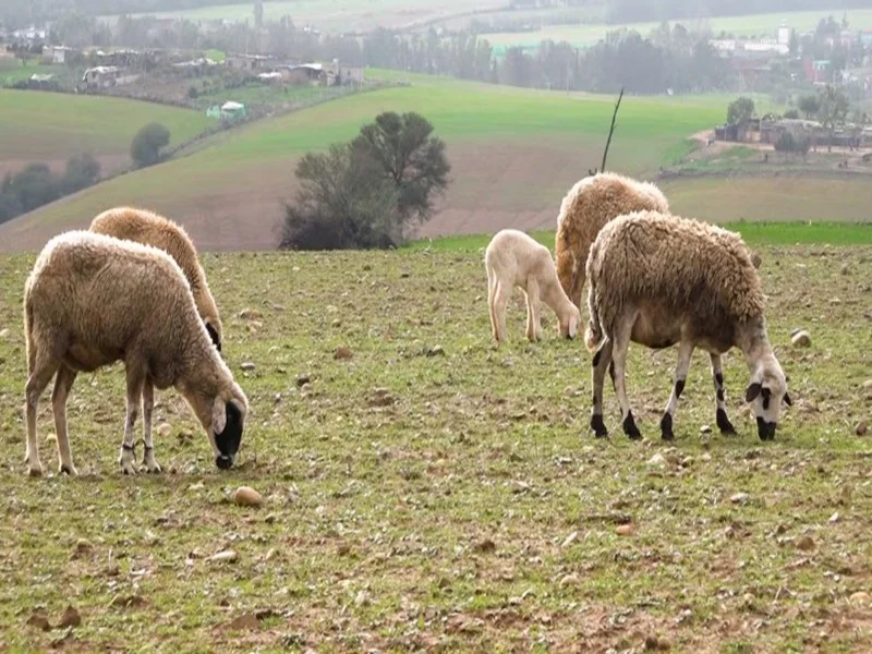 Pluies bienfaitrices au Maroc : un espoir pour la saison agricole