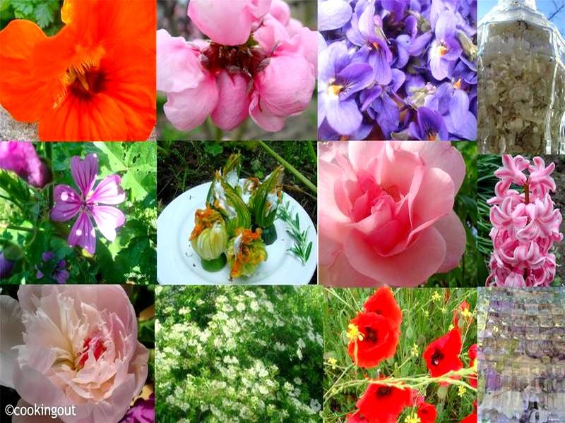 Voici une liste de 42 fleurs comestibles à déguster | Portailsudmaroc