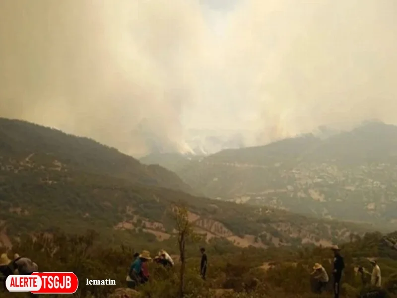 ALERTE TSGJB Incendies de foret au Maroc : 310 departs de feu mais une baisse de 30 % des surfaces brulees en 2026