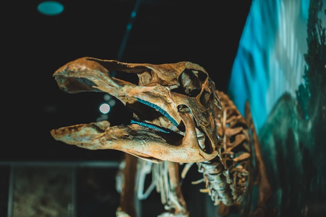 Polémique sur l'Exposition des Fossiles Marocains au Musée des Dinosaures de Bellach : Trafic, Réclamations et Retour Annoncé