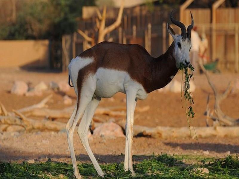Une quarantaine d'espèces animales en voie d'extinction au Maroc