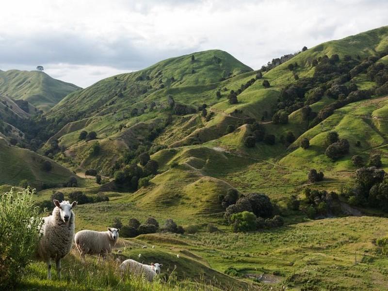 Réchauffement climatique : changement de paradigme en Nouvelle-Zélande ? 