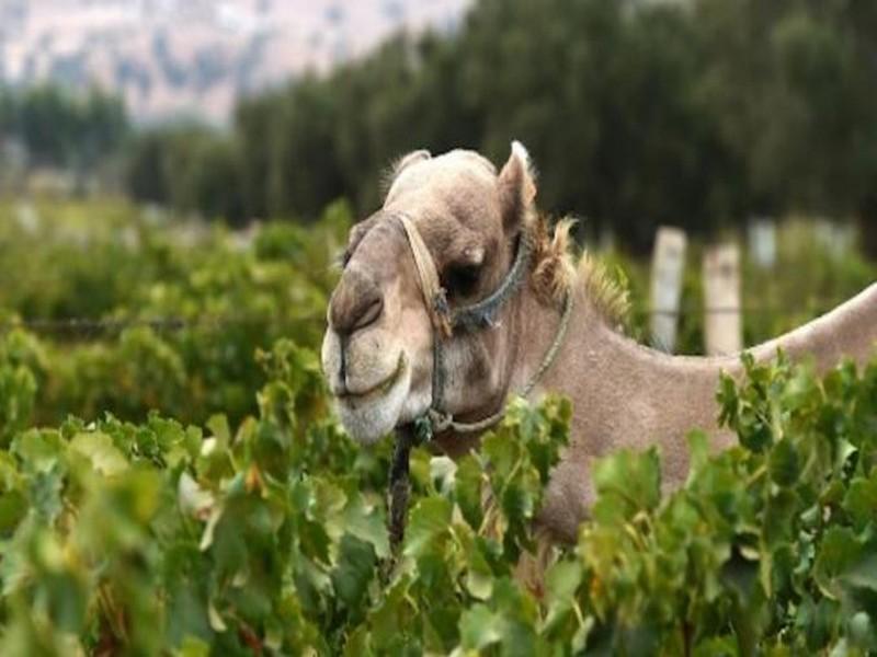 Maroc: Goliath le dromadaire souiri qui produit l'unique vin bio du Maroc