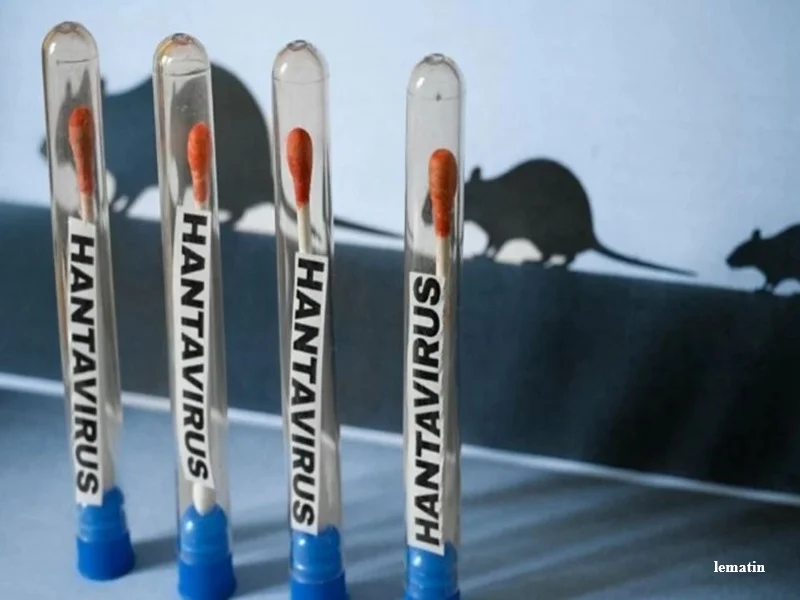 Hantavirus vs Covid-19 : quelles differences entre les deux virus selon l’OMS ?