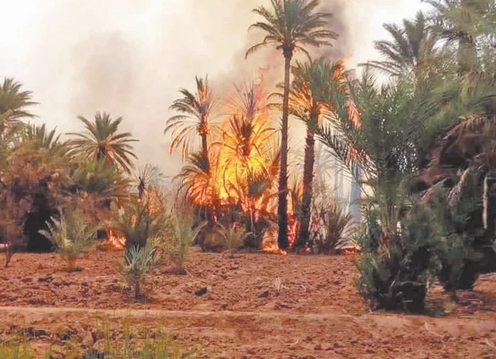 Des milliers de palmiers partent en fumée
