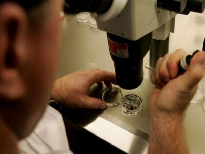 Les Etats-Unis entrouvrent la porte aux embryons mêlant cellules humaines et animales