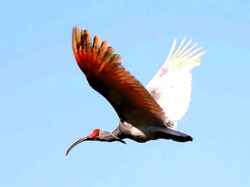 L'ibis nippon reprend son envol en Corée du Sud 40 ans après son extinction