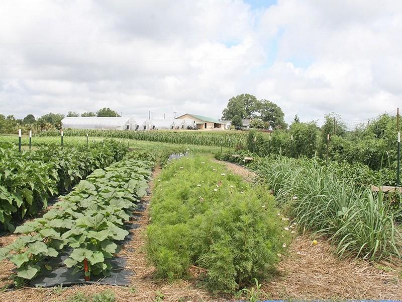 Étude : l’agriculture Bio résiste mieux aux pathogènes que le conventionnel sous pesticides