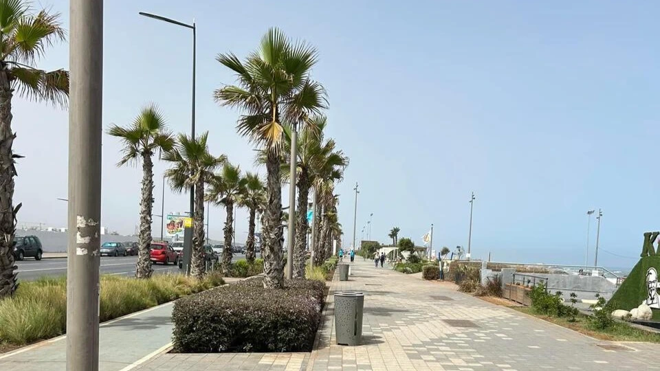 Casablanca: les palmiers jugés envahissants et pas très écologiques