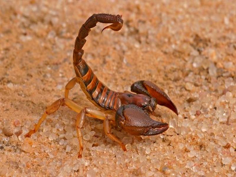 Lancement d'une campagne nationale de lutte contre les piqûres de scorpions