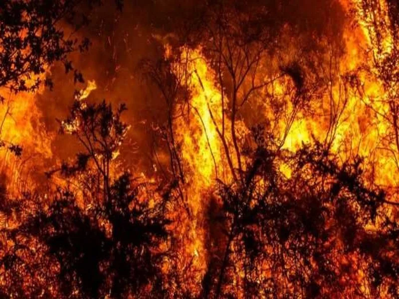 Après Kabylie en Algérie, les flammes ravagent les palmiers au Maroc