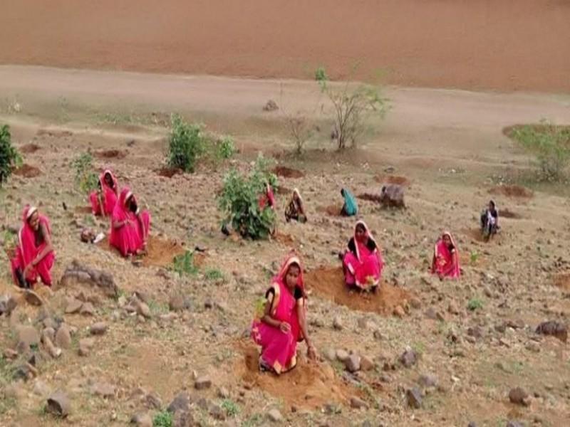 66 millions d’arbres plantés en 12 heures : nouveau record en Inde