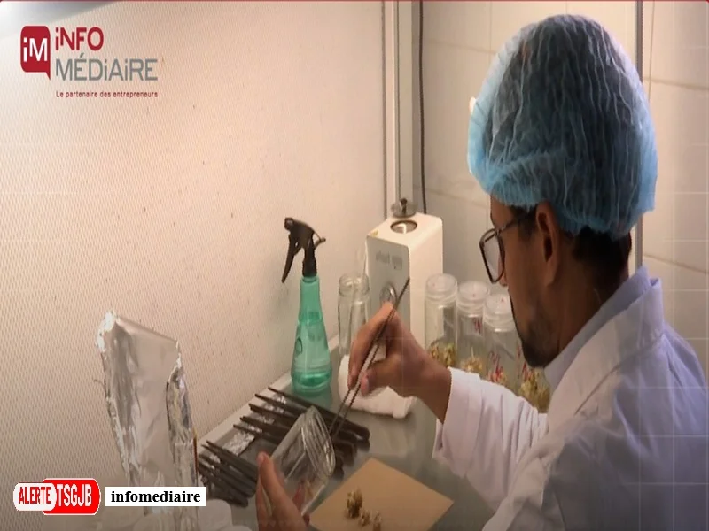 ALERTE TSGJB PalmINRA a Errachidia : les biotechnologies au service de la modernisation des palmeraies au Maroc
