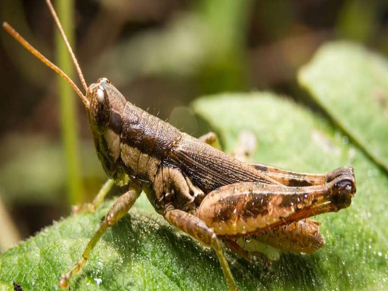Quel est le plus grand insecte du monde ? Et le plus gros ?