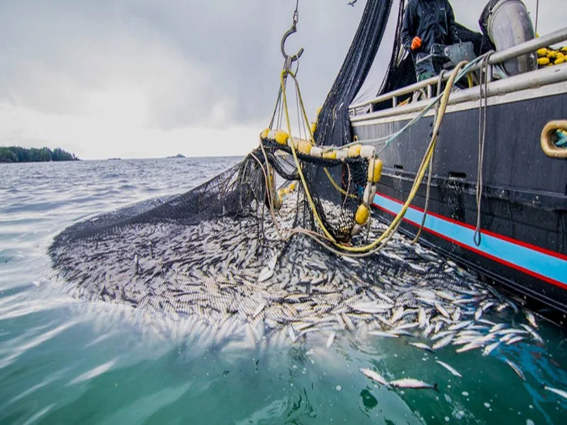 Sécheresse et Océans : Moins de Pluie, Moins de Poissons ?