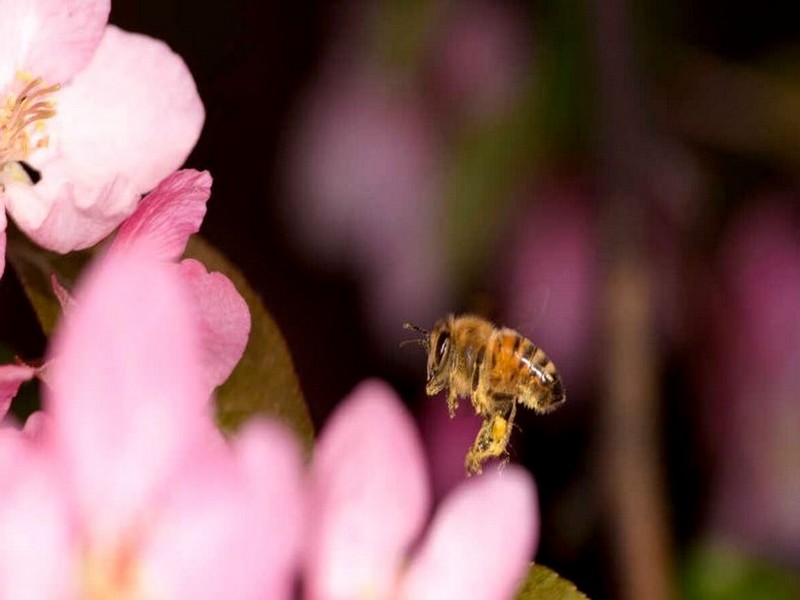 Le Déclin des Pollinisateurs : Une Menace pour les Cultures Alimentaires Essentielles 