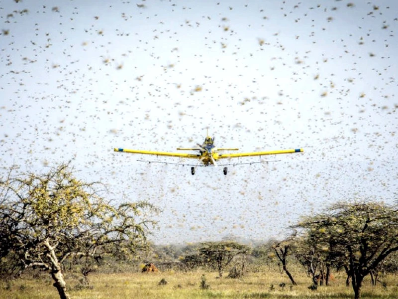 Zones oasiennes du Drâa : Les essaims de criquets envahissent la région ! 