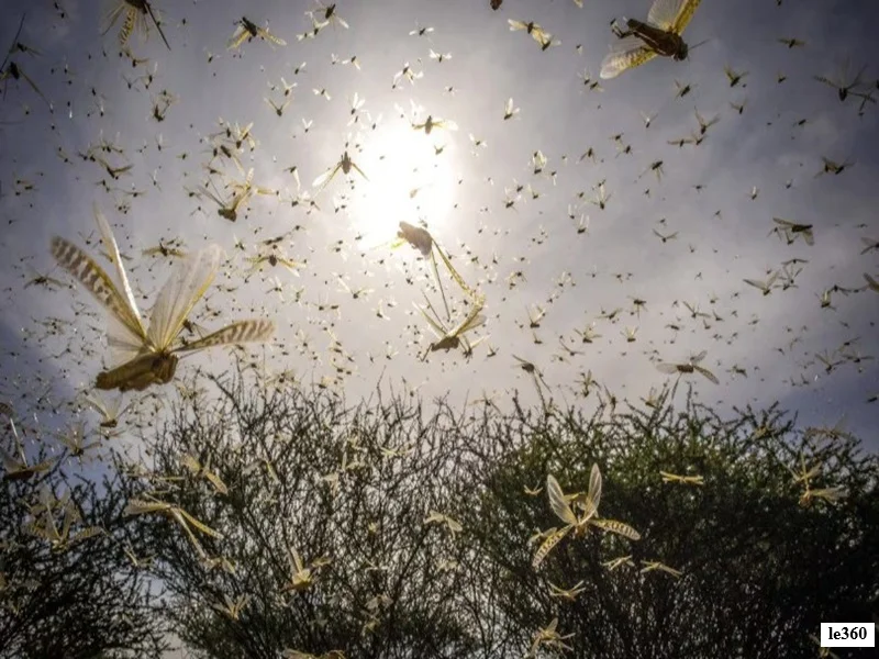 Invasion de criquets au Maroc : alerte agricole dans le Sud et avertissement de la FAO