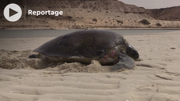 Inédit: des tortues de mer, par centaines, se réfugient dans la baie de Dakhla