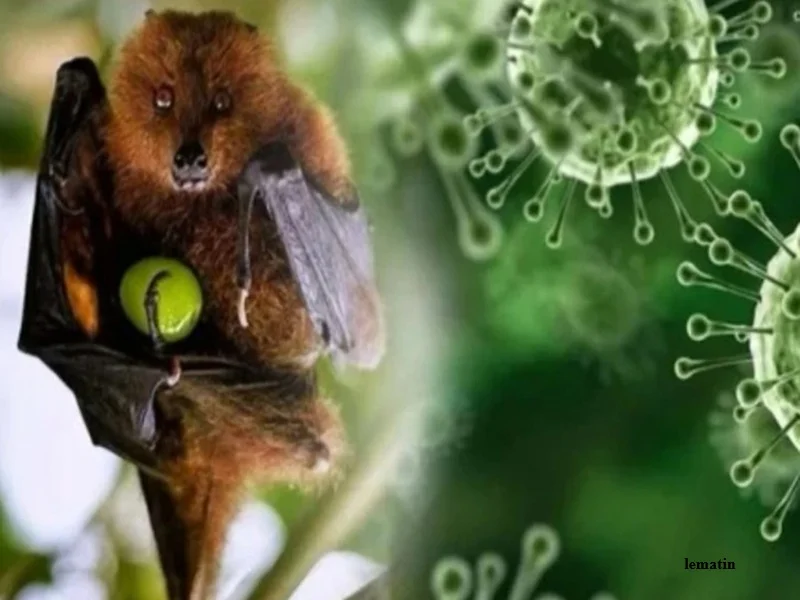 Virus Nipah en Inde : situation sous contrôle malgré une maladie à forte létalité