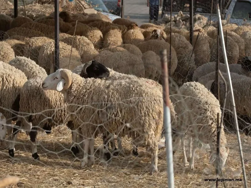 Maroc : Suspension de l’Aïd al-Adha 2025 pour cause de crise