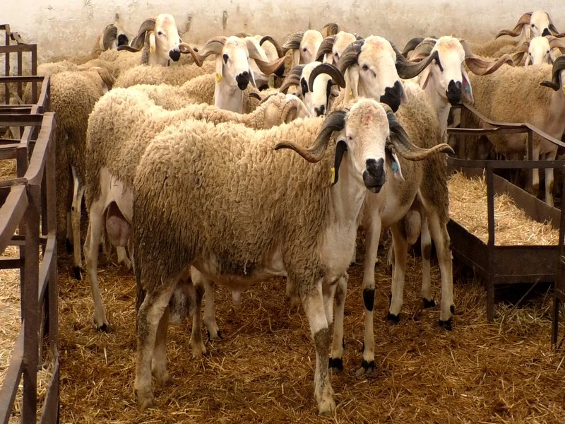Aïd Al-Adha : des éleveurs multiplient les fraudes pour engraisser les moutons