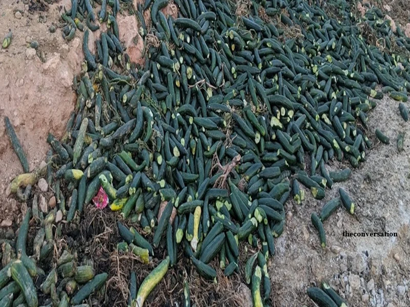 Espagne : gaspillage d’eau agricole et surproduction – le paradoxe du stress hydrique 