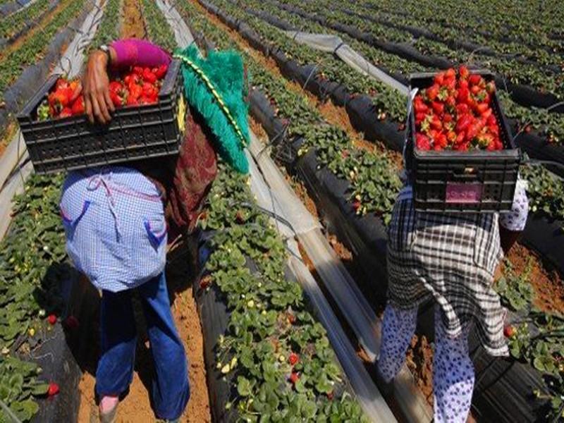 L'Espagne recrutera 19.179 ouvrières agricoles marocaines  
