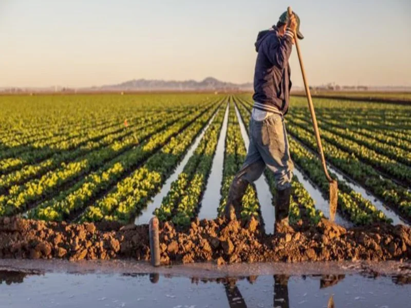 Pluies au Maroc : Espoir pour l’Agriculture, Inquiétude pour les Céréaliers