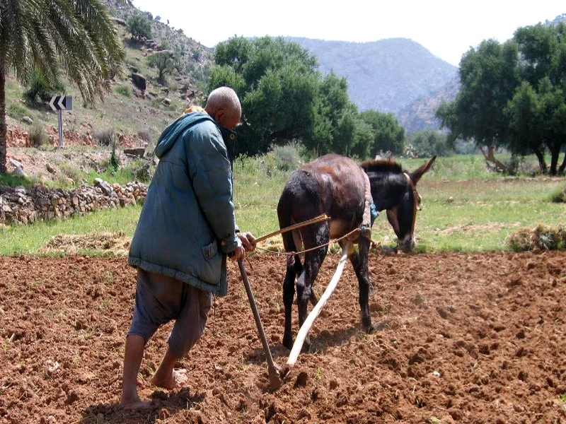 Gestion de la crise hydrique et alimentaire au Maroc : des mesures pour assurer l'accès à l'eau et stabiliser les prix 